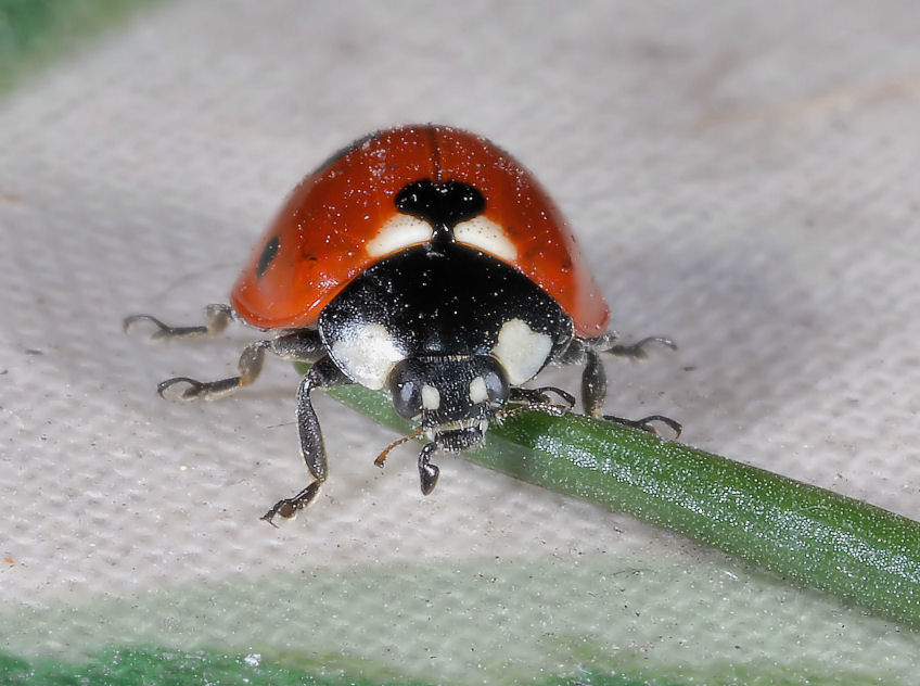 Coccinella infreddolita.....